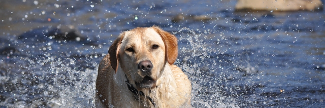 MiloTheGuideDog's profile banner image