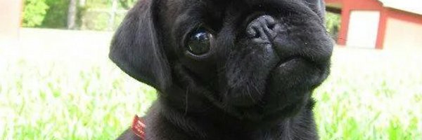 NiCOOLL_X5 Profile Banner