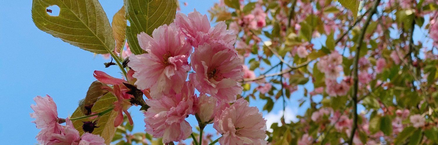 AmandaFalcone's profile banner image
