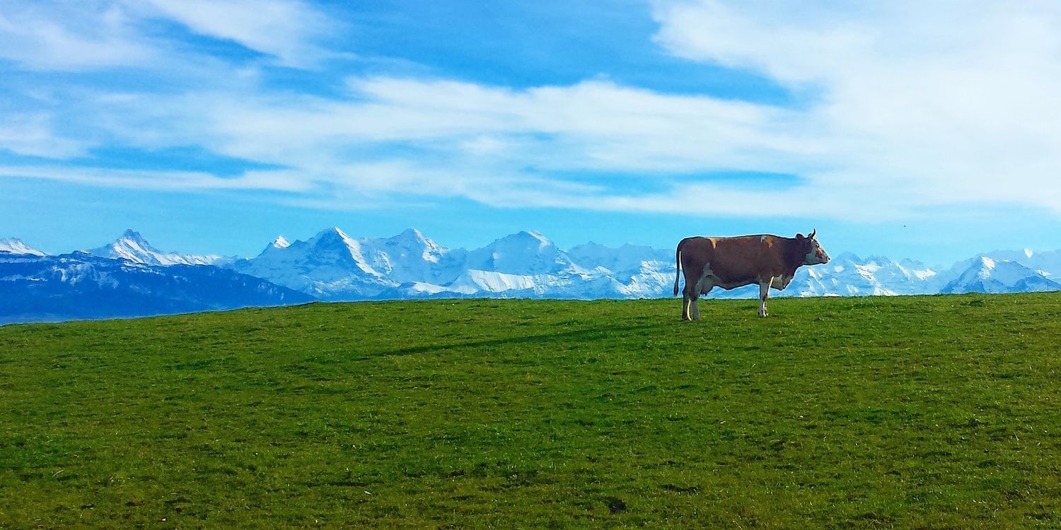 Manuel C. Widmer 🐳 banner