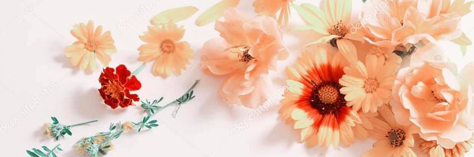 AmyRola's profile banner image