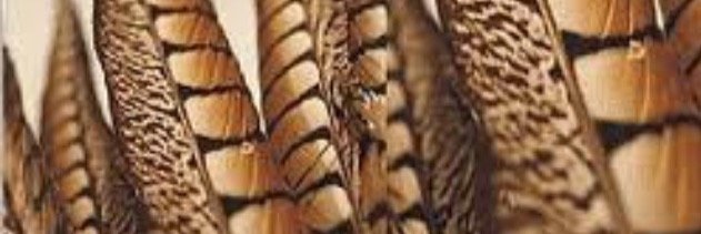 LauraClareSelby's profile banner image