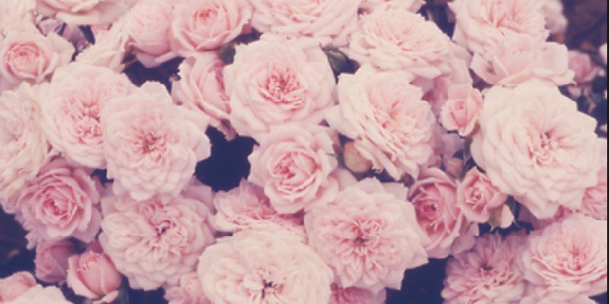wiggins_amanda's profile banner image