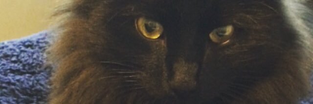 kruebird3's profile banner image