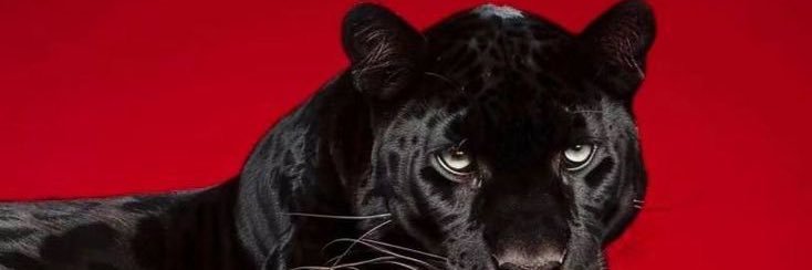 Saleanah_'s profile banner image