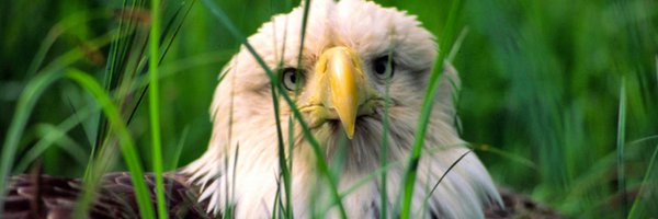 crazy4cotus Profile Banner