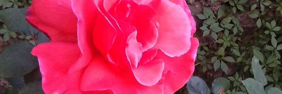 schlemin's profile banner image