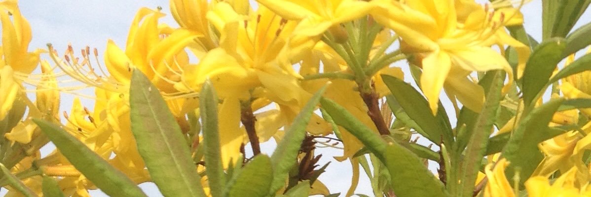 Nature's Corner banner