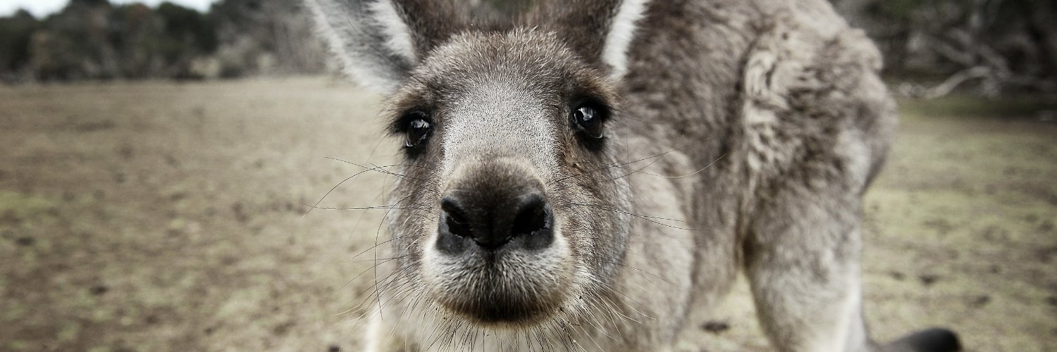 KangarWu banner