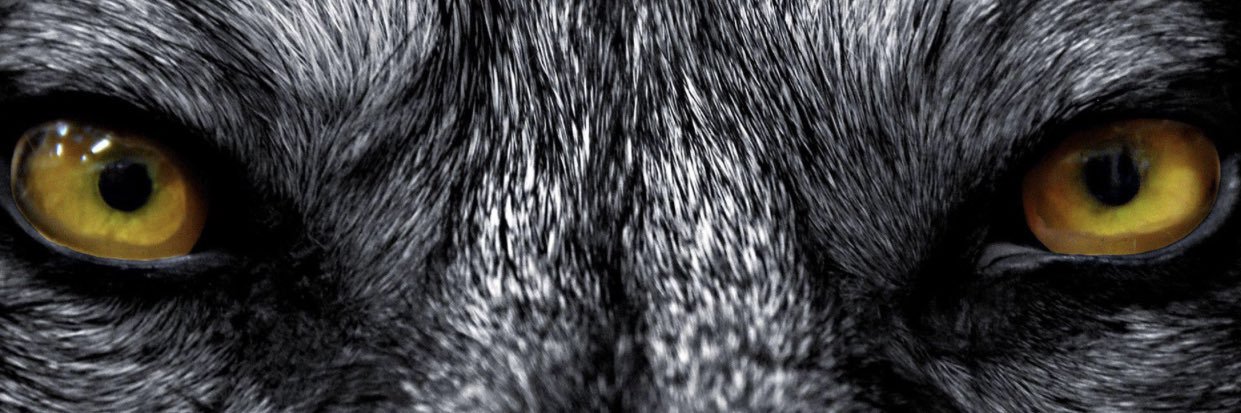 DamianCagle's profile banner image