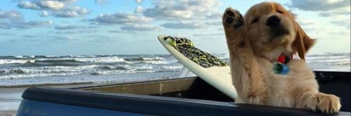 sswagadin's profile banner image