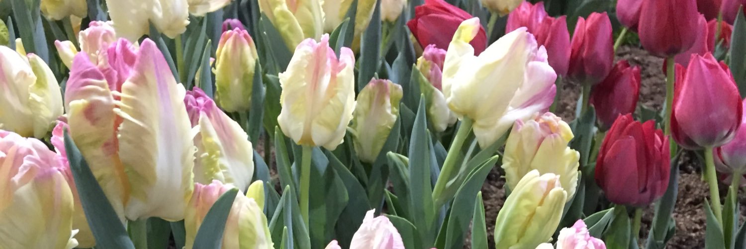 JulietReiter's profile banner image