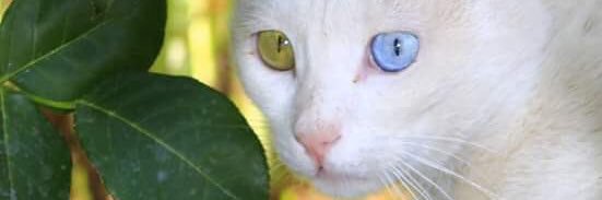 xelef_engin's profile banner image
