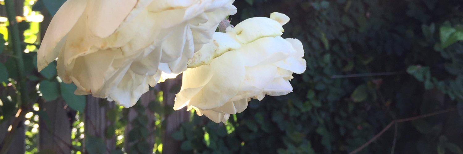azure_1204's profile banner image