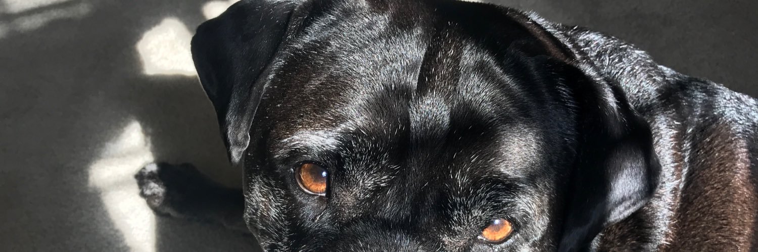 miarose____'s profile banner image