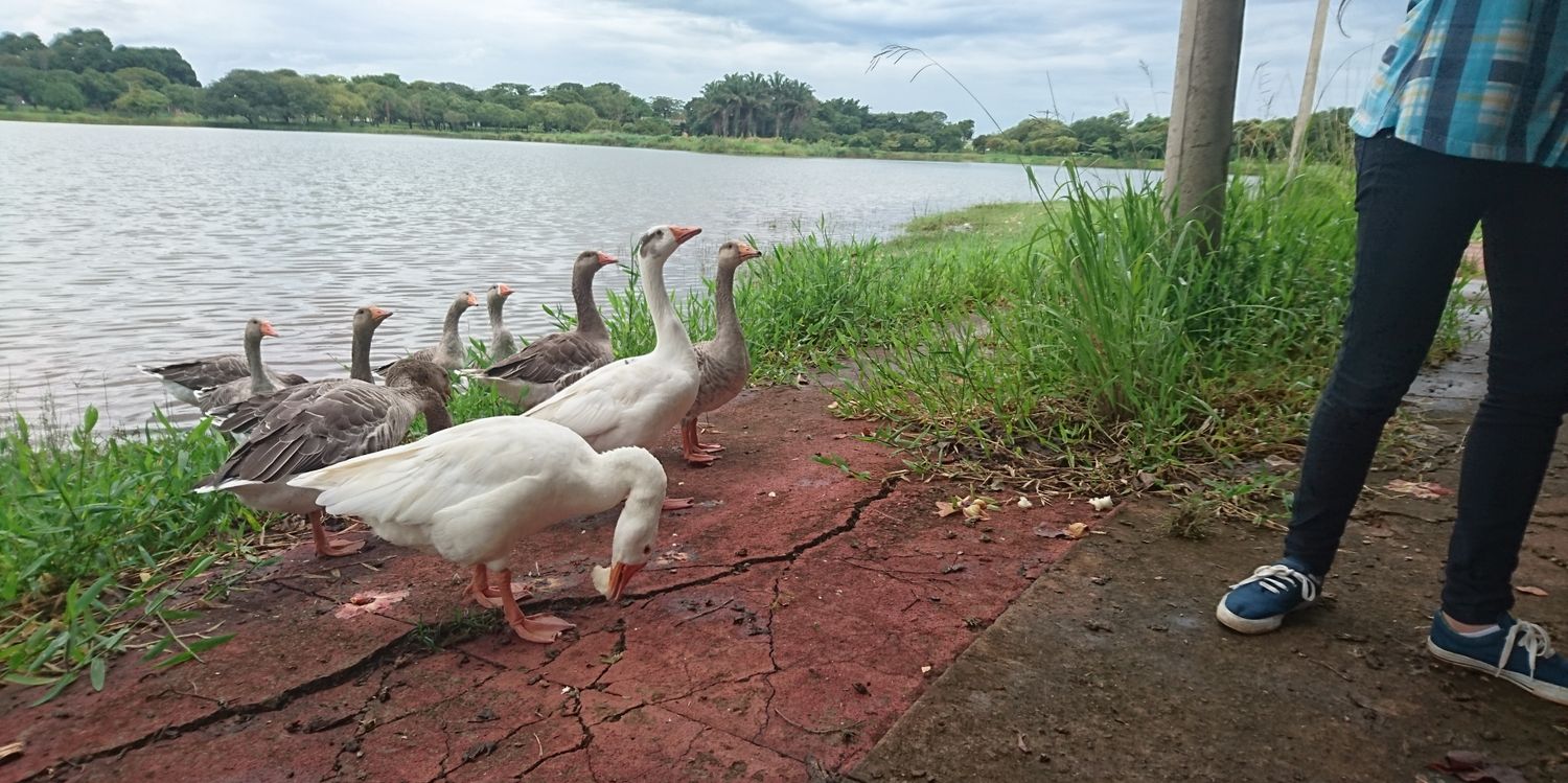 kiron o centauro banner