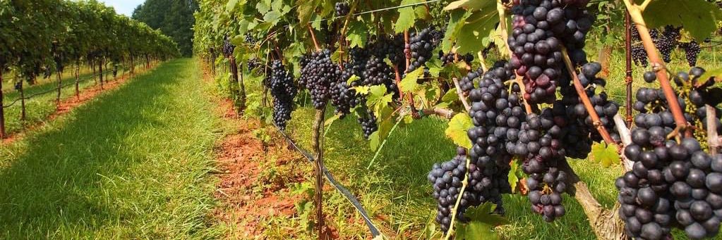 North Carolina Wine banner