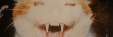 Slasher_Jason13's profile banner image