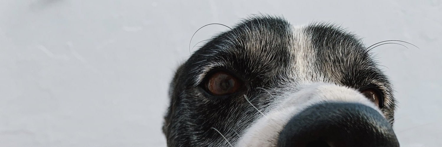 llsd_'s profile banner image