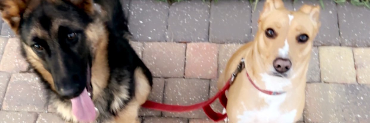 Sonny Loiacono banner