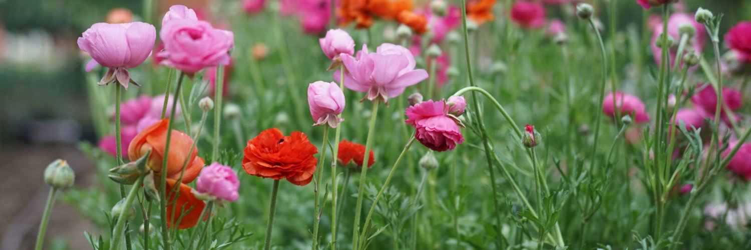 floritismo's profile banner image