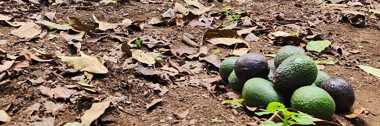 armandomuelas's profile banner image