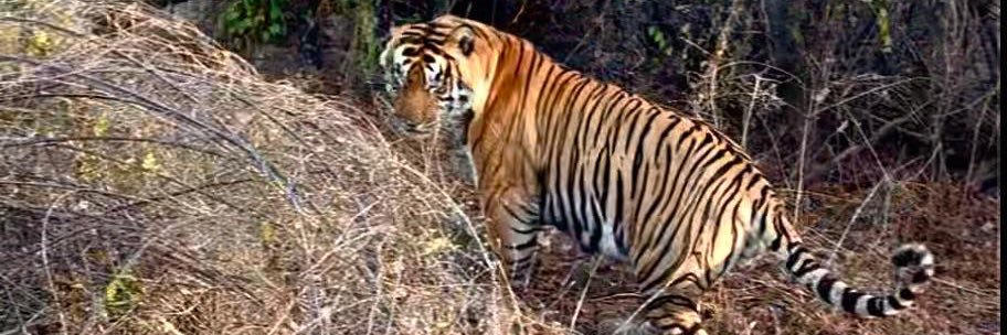 Sourav Sanyal banner