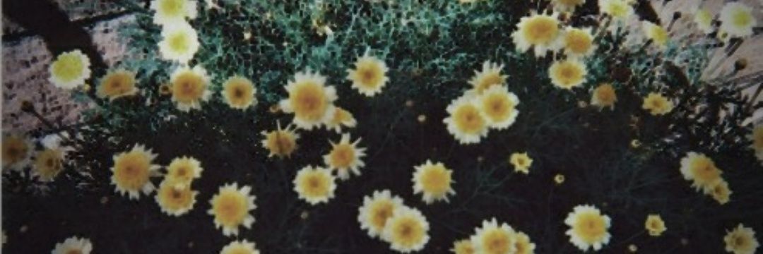 _paulamm's profile banner image