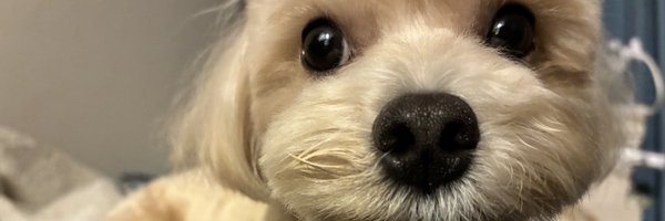 reamo_424 Profile Banner