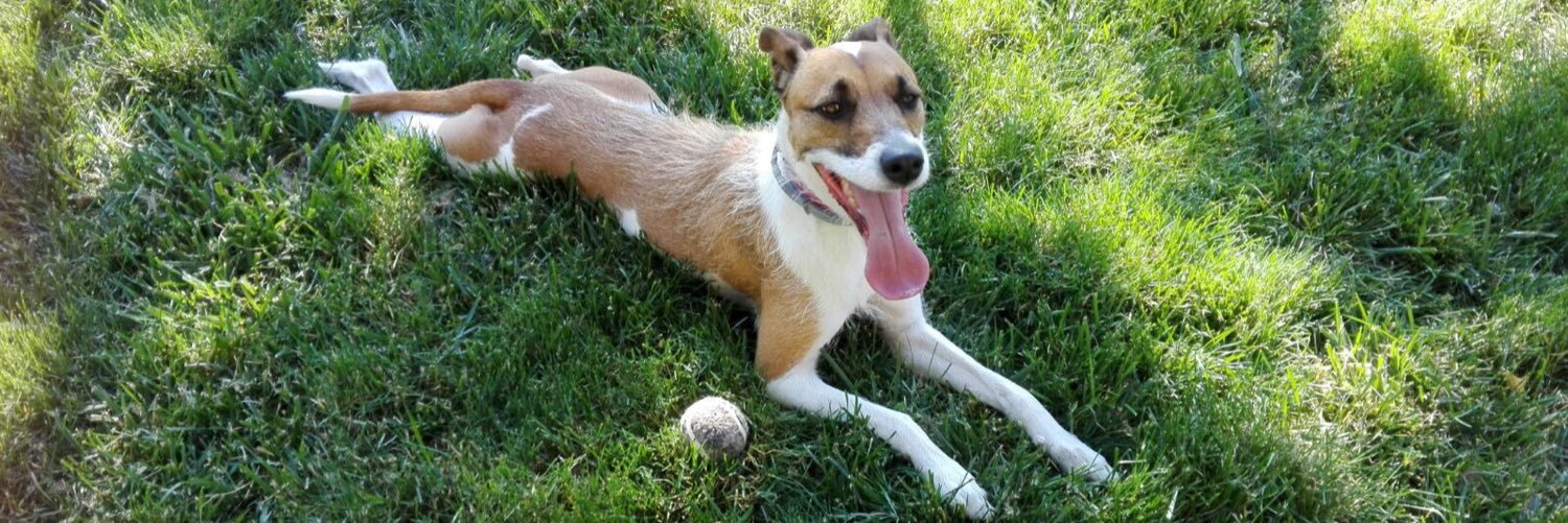 anyalaia's profile banner image