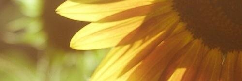 Anezr's profile banner image
