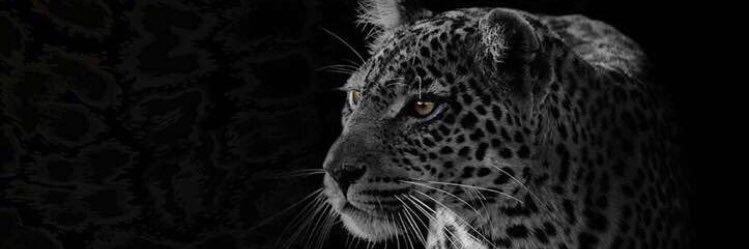 A_G_A0's profile banner image