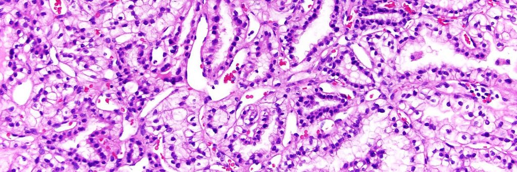 PathologyOutlines.com banner