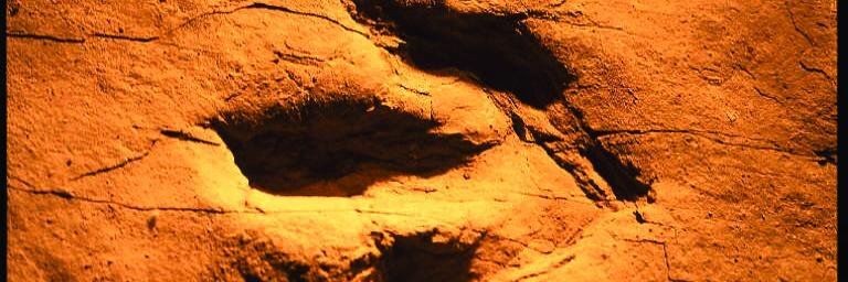 CTDinoTrail's profile banner image
