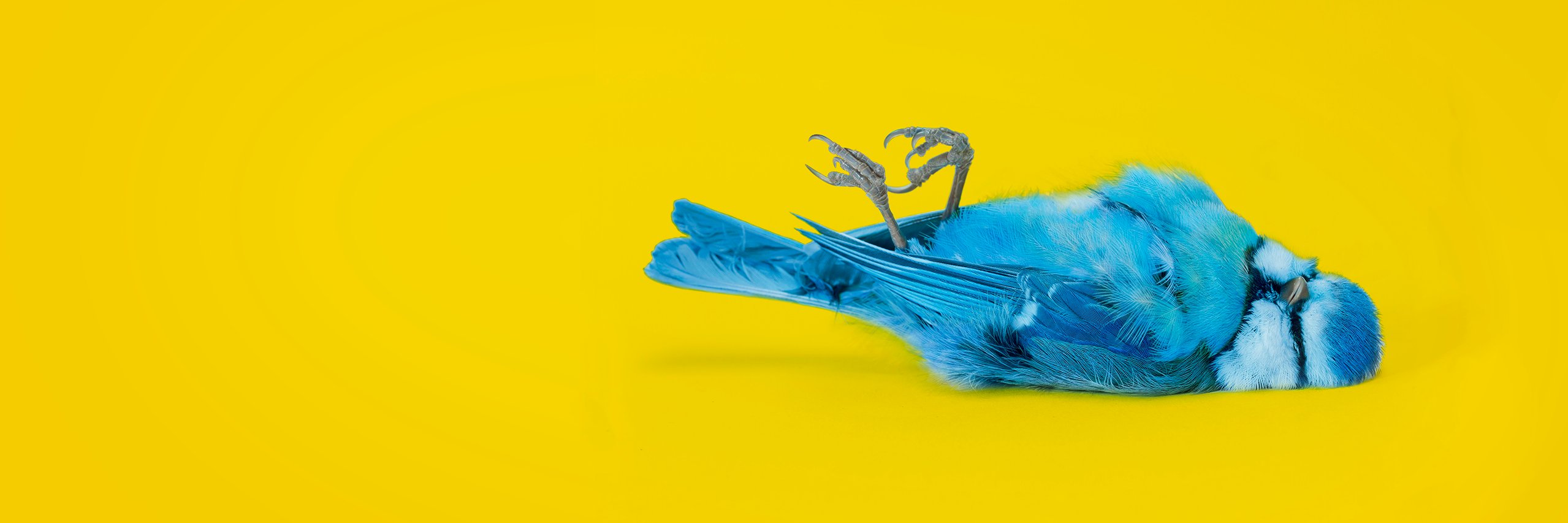 alkemy's profile banner image
