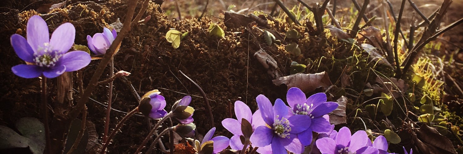 IevaLine's profile banner image
