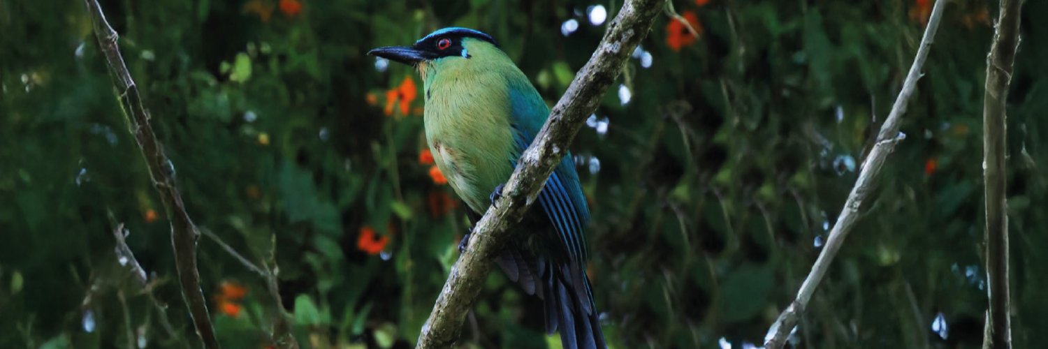 ParqueArvi's profile banner image