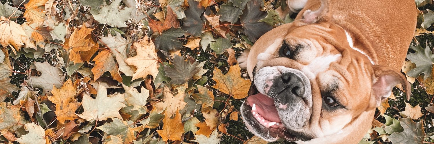 CalabreseMolly's profile banner image
