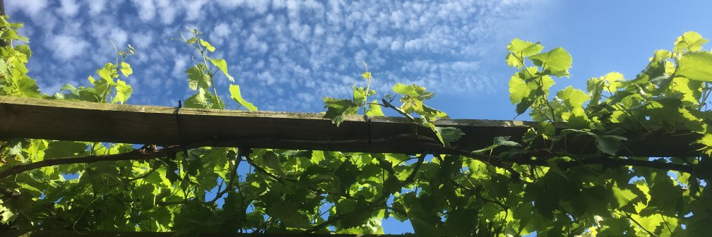 _gardenadvice's profile banner image