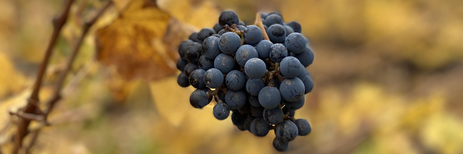 Nacho Borrás banner