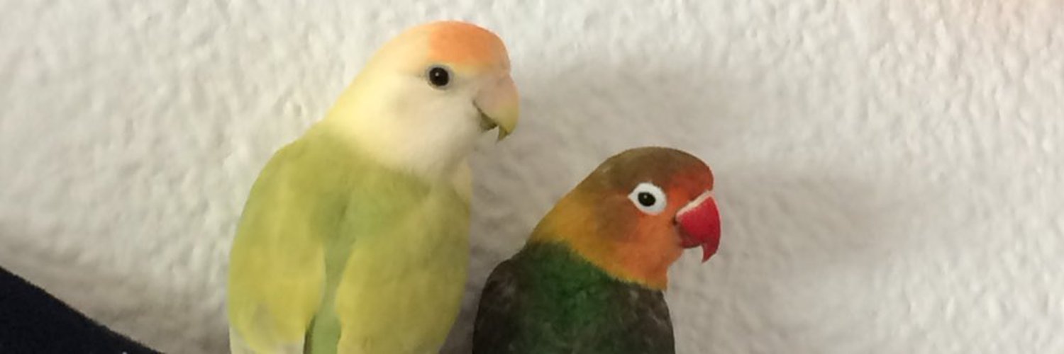 My lovely birds