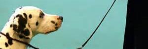 BenDogTraining's profile banner image