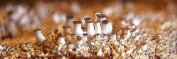 IDForest Profile Banner