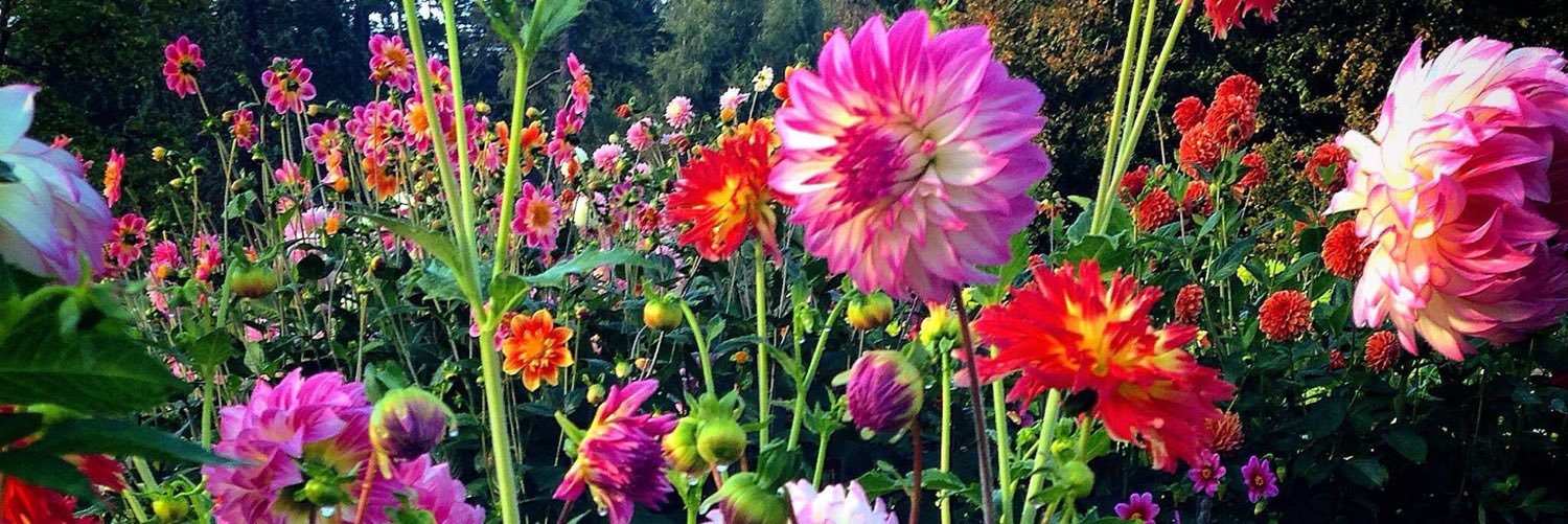 jen_lampe's profile banner image
