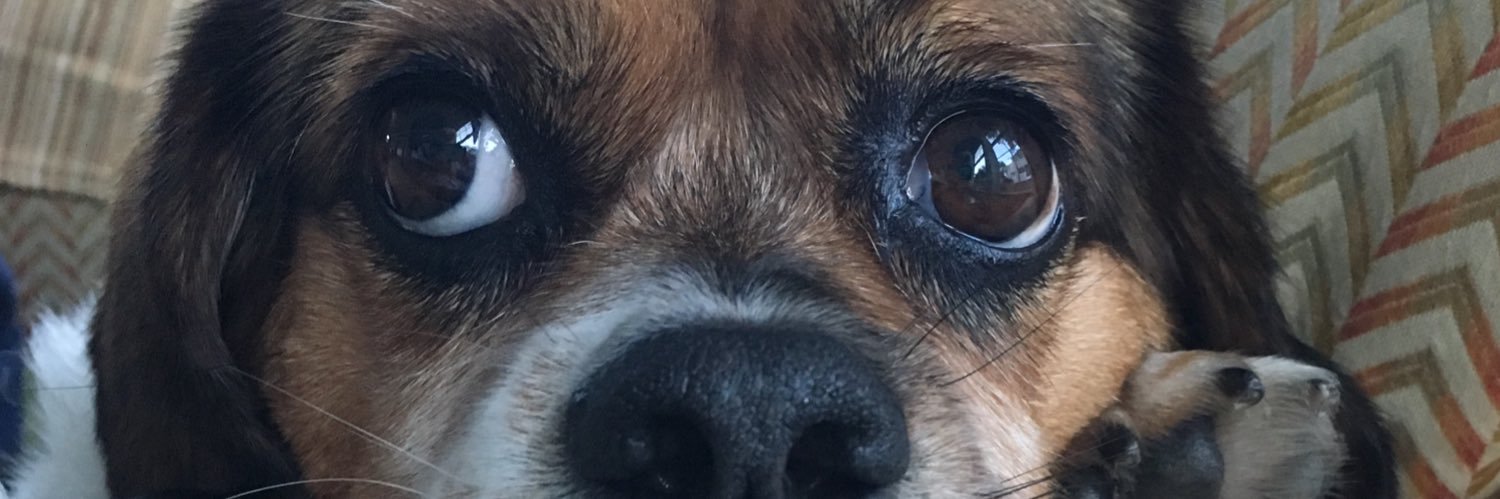 Nicky Buckets banner