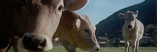 Lo Salva 🎗 banner