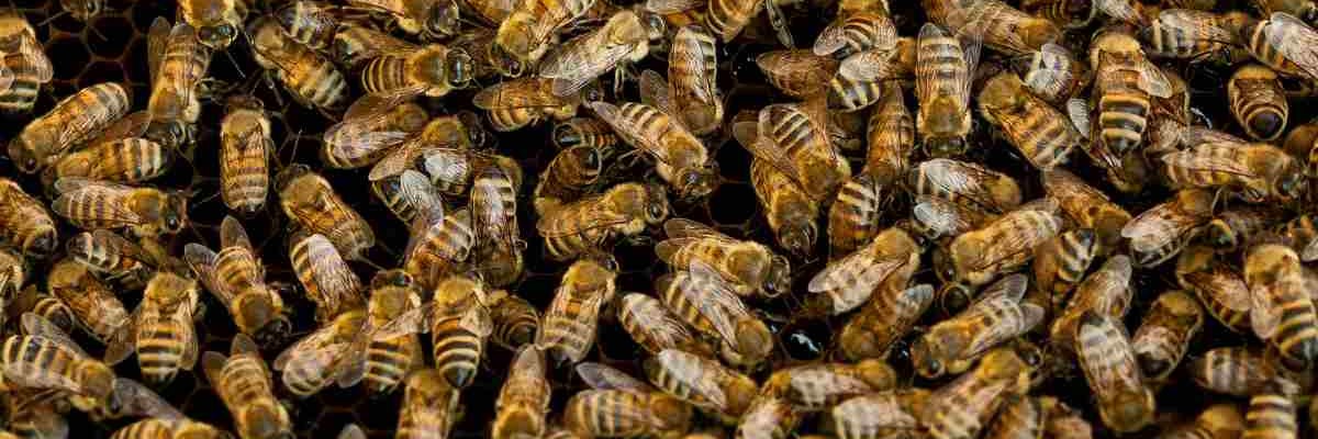 BHIVE™ Social Media Labs banner