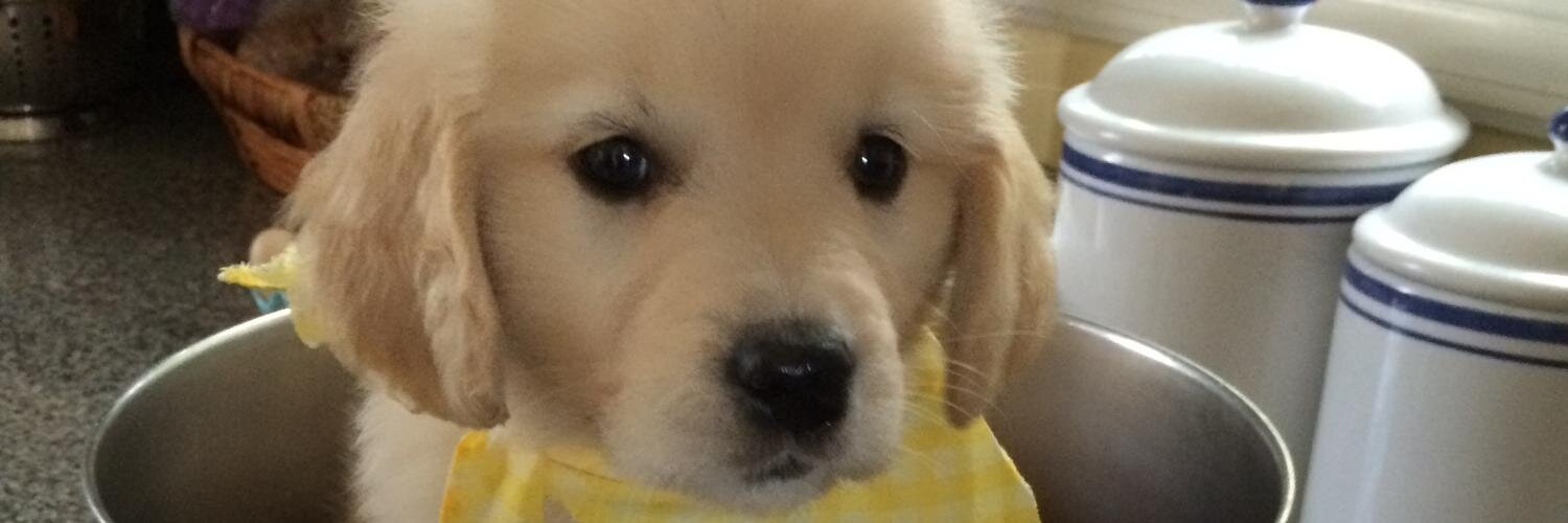CherylFletch's profile banner image