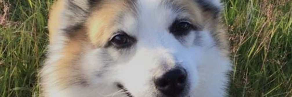 Maggimalmur's profile banner image