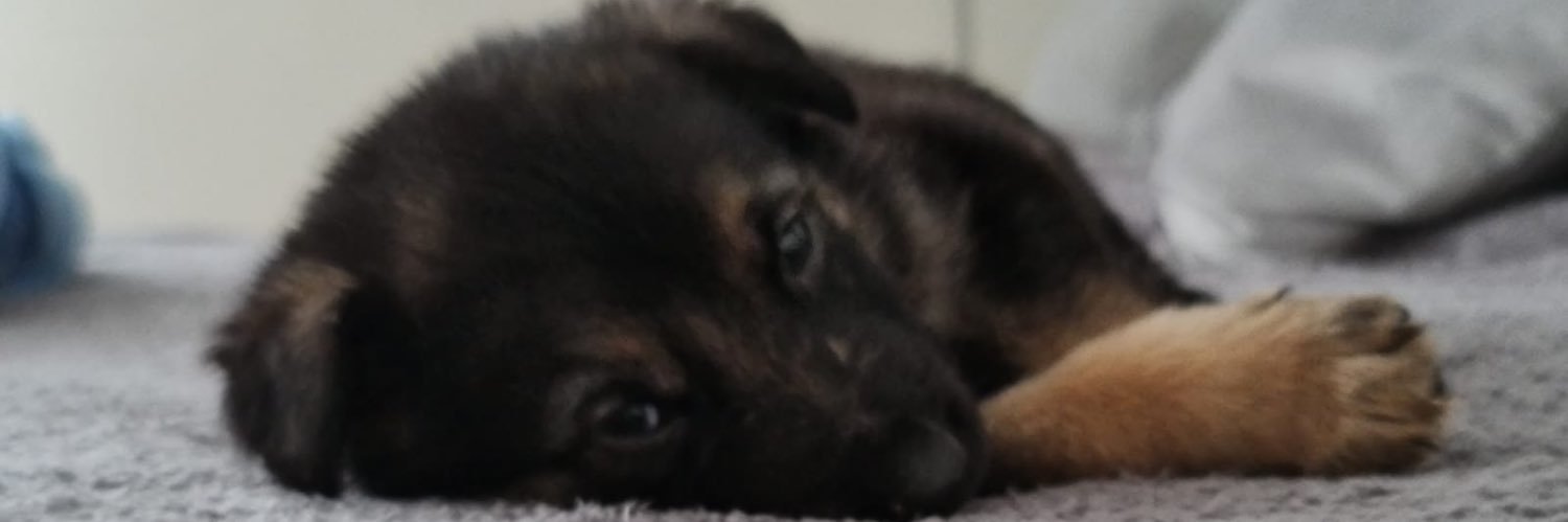 Rhys_Mayes's profile banner image